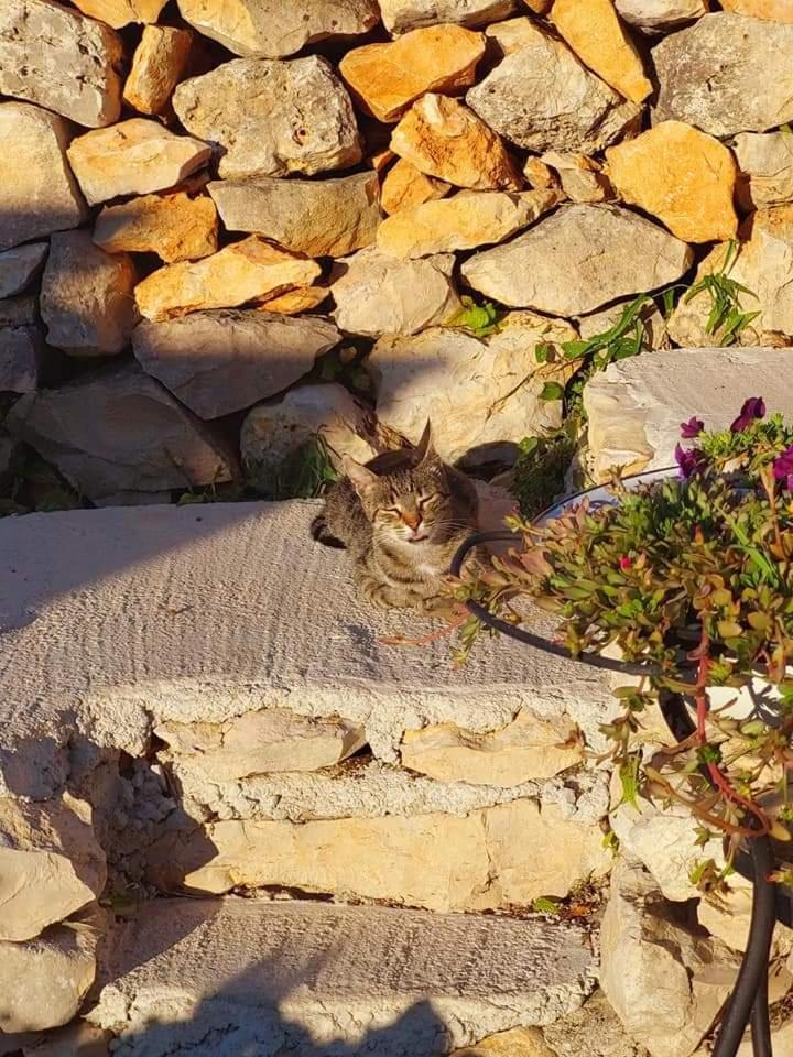 Moja Posebna Kuca Na Osami Kraj Mora Vila Vis Quarto foto